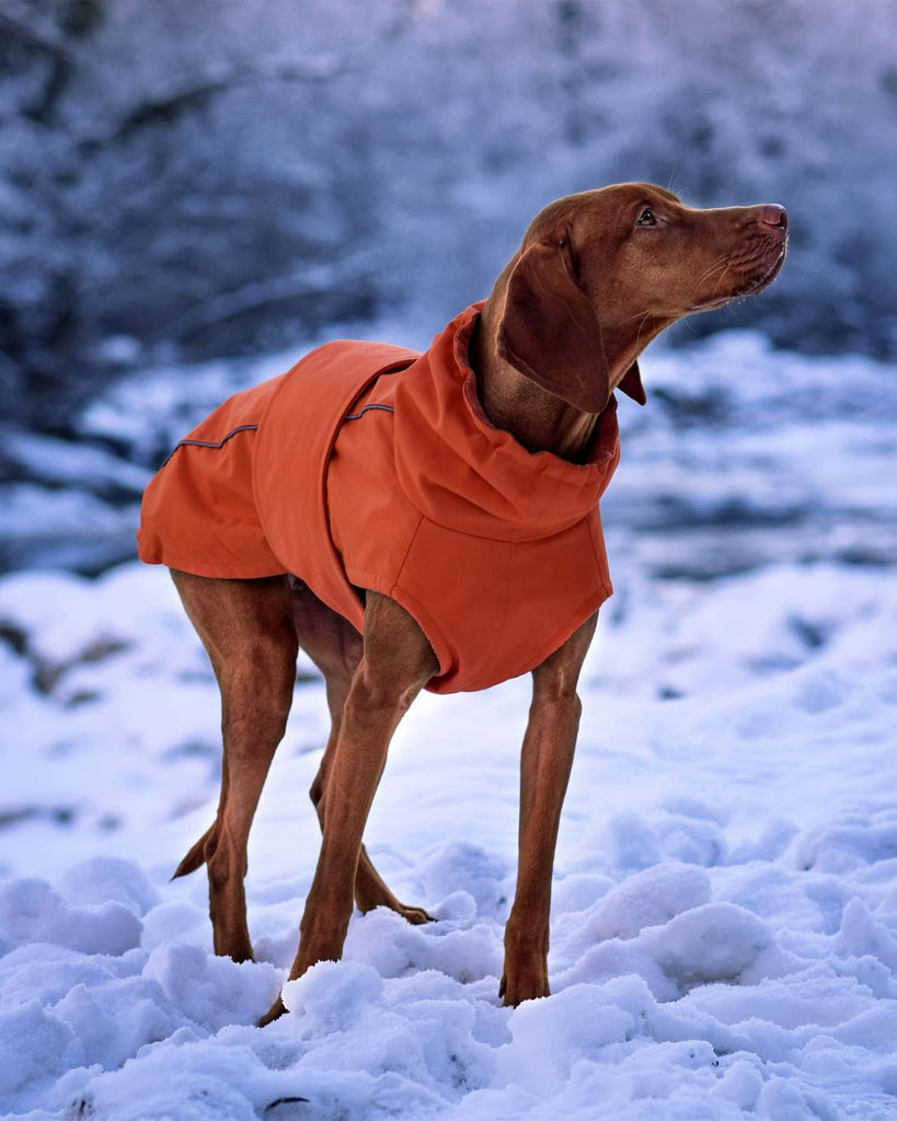 Hund steht im Schnee mit einem Hundemantel Winter in Orange