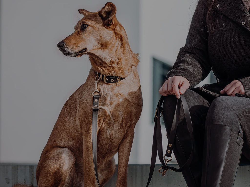 Hund mit Messing Biothane Halsband und Leine