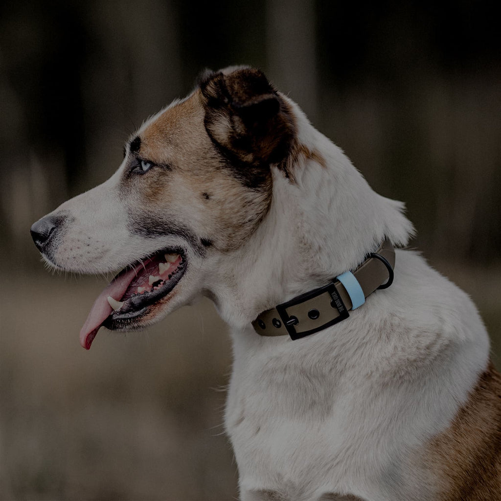 Hund mit einem Biothane Hundehalsband