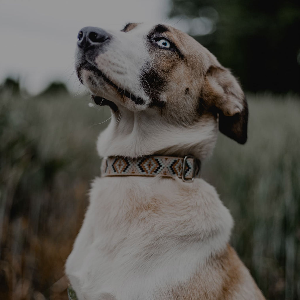 Hund mit einem Boho Hundehalsband um den Hals