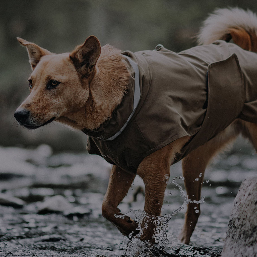 Hund mit Regenmantel im Wasser