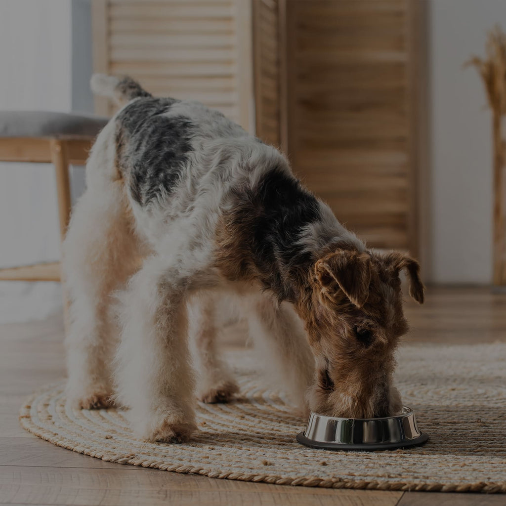 Hund isst Hundefutter aus einem Napf