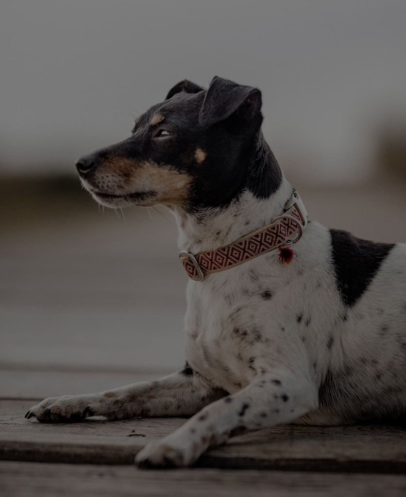 Hund mit Boho Hundehalsband am Strand