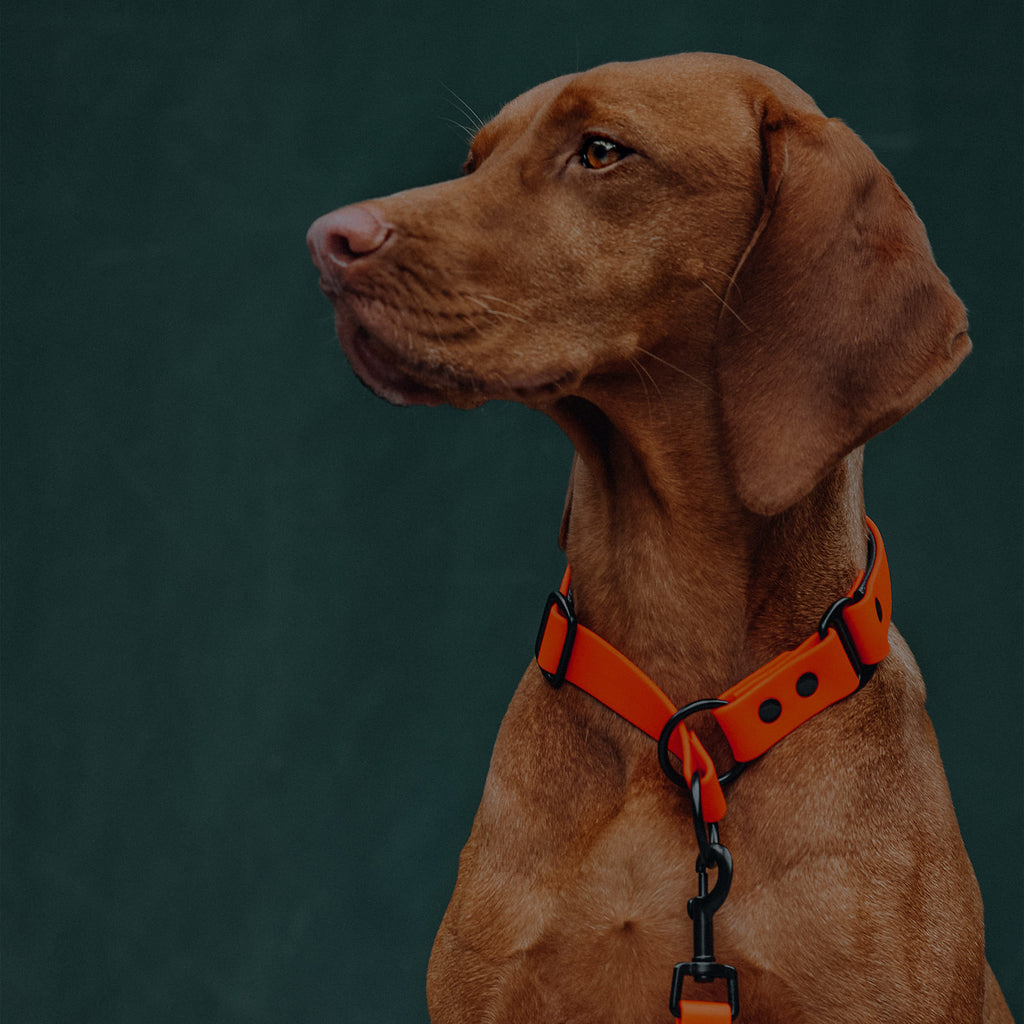 Hund mit einem orangenem Zugstopp Hundehalsband