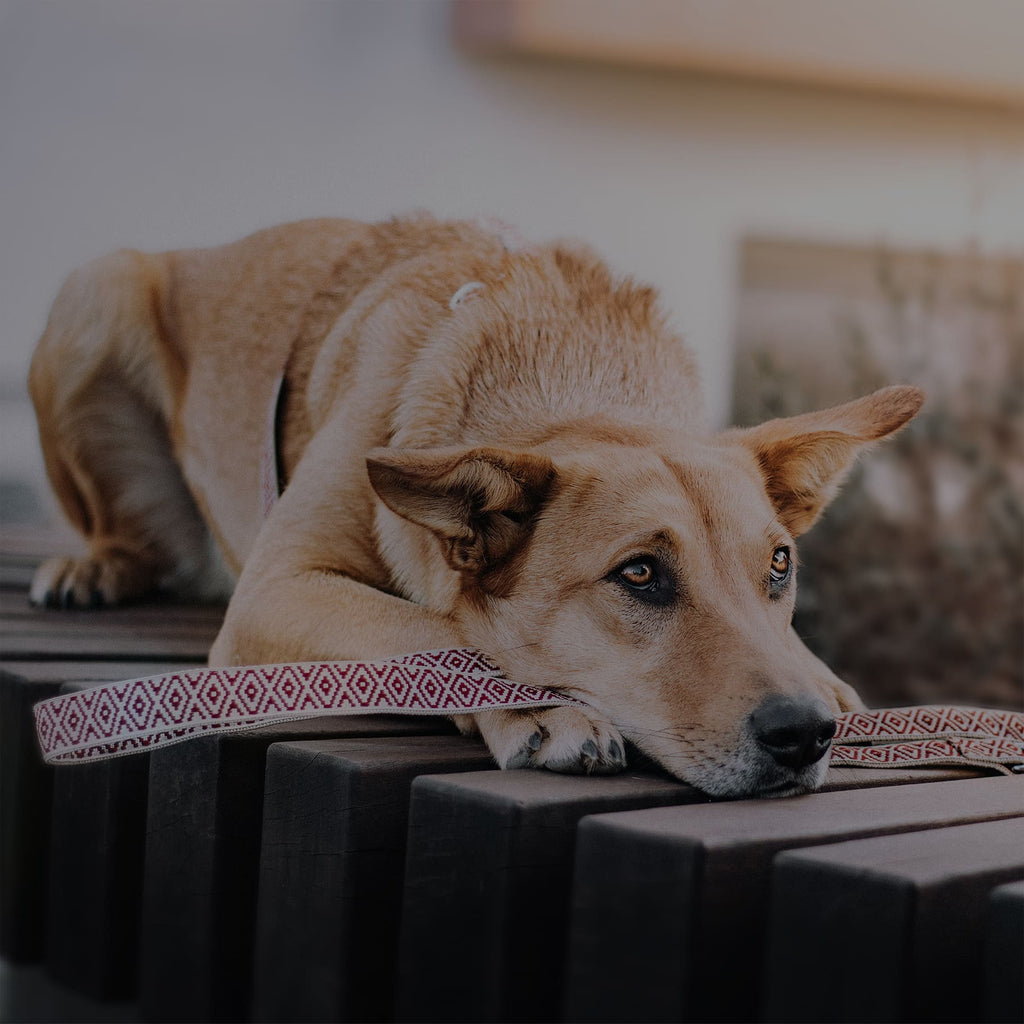 Hund legt seinen Kopf auf eine Boho Hundeleine ab