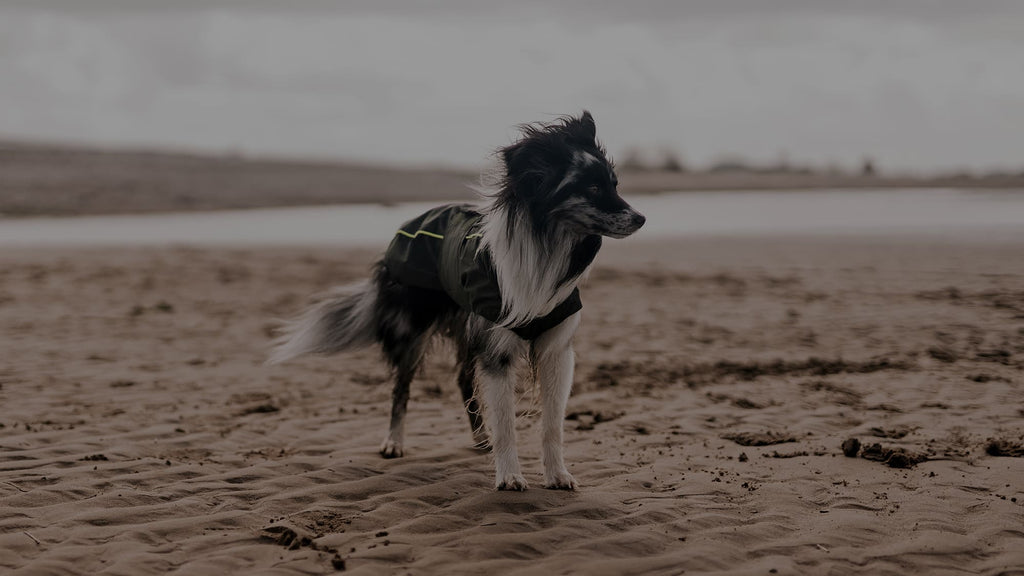 Hund trägt einen wasserdichten Hundemantel am Strand