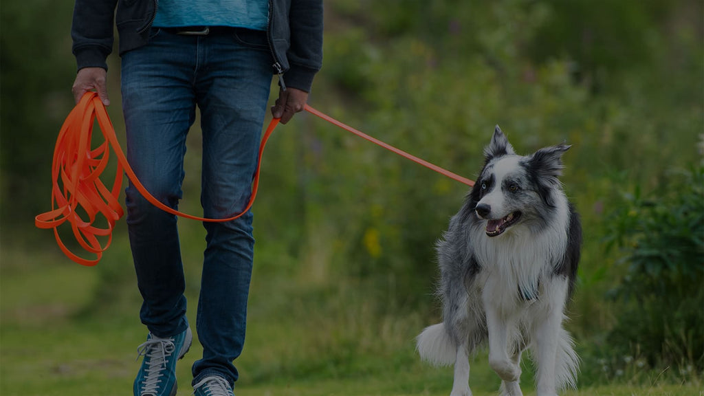 Mann hält seinen Hund an einer orangenen Schleppleine