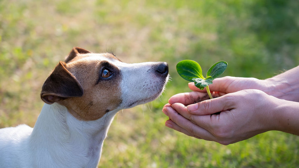 Hund riecht an einer Pflanze