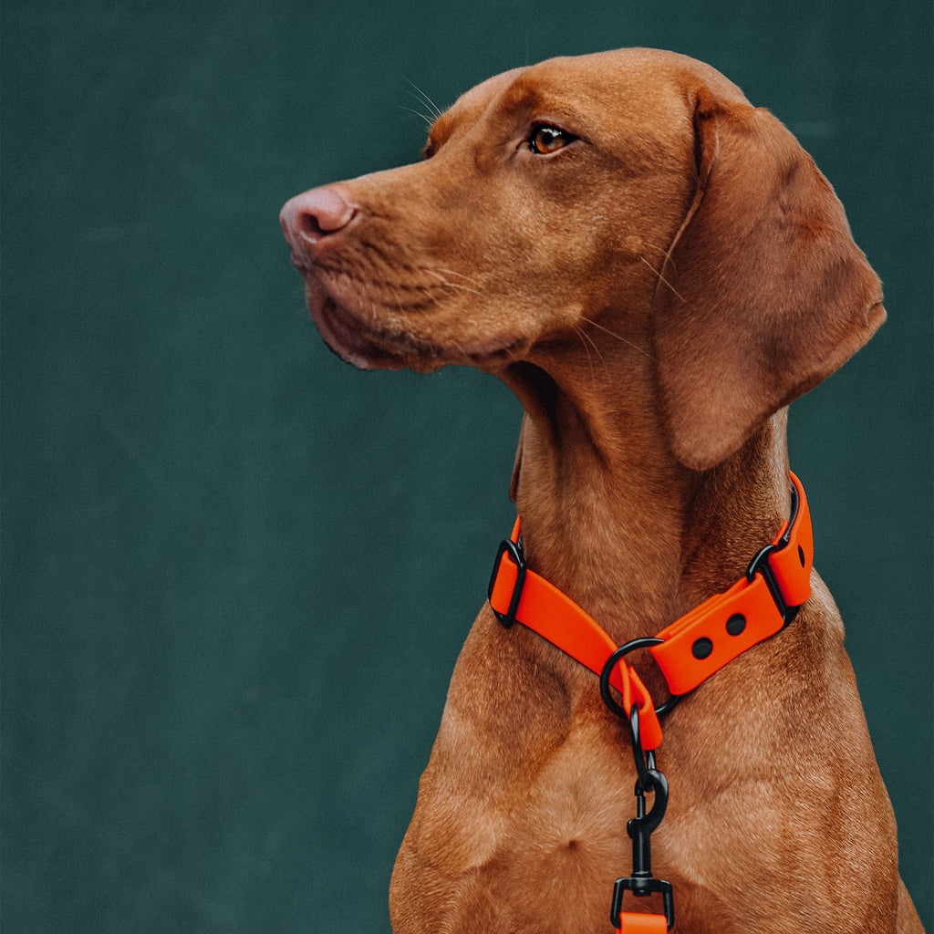 Hund trägt ein Zugstopp Halsband in Orange