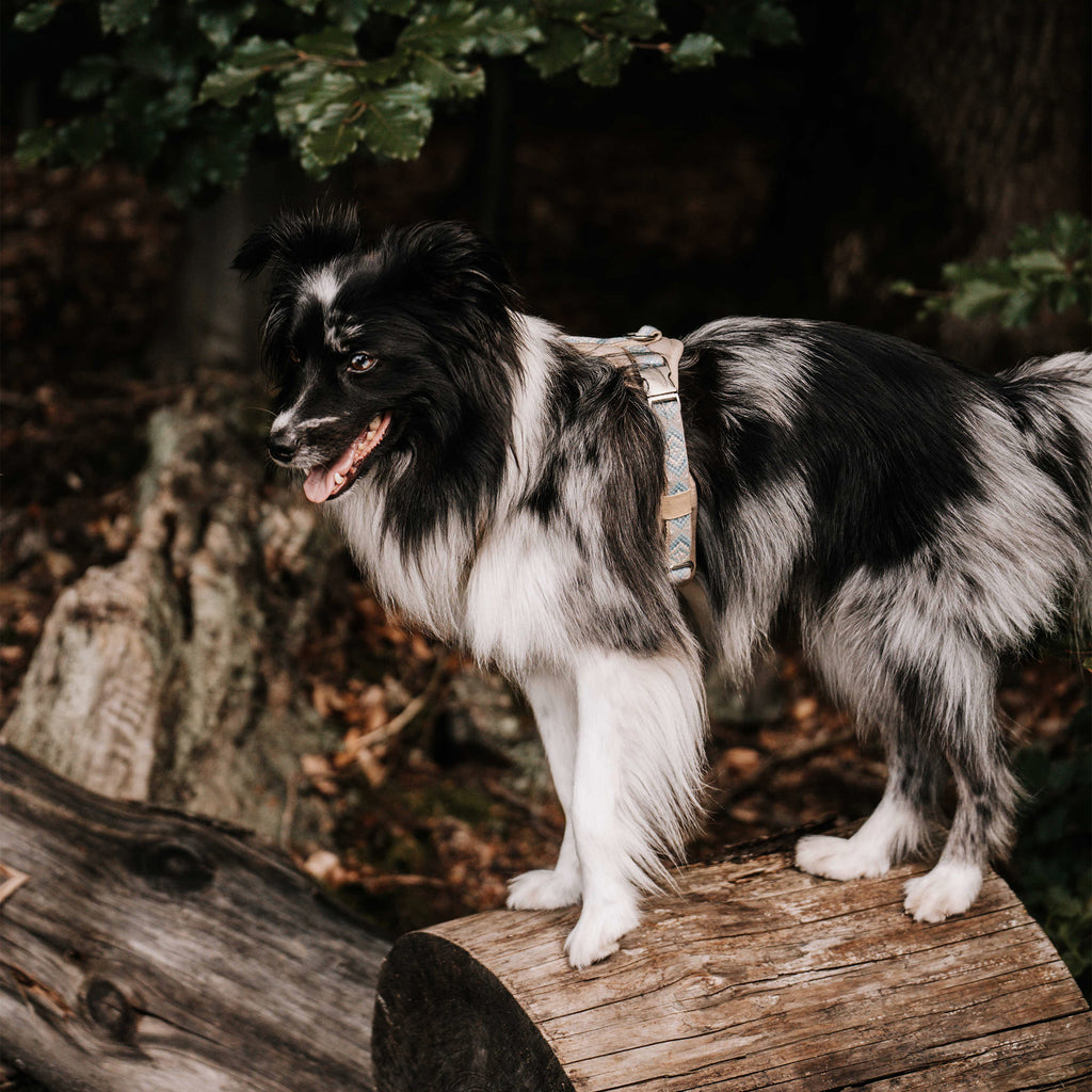 Hund trägt ein gepolstertes Hundegeschirr im Wald