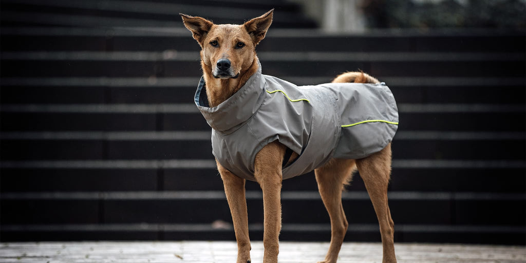 Hund trägt einen grauen Hundemantel mit gelbem Reflektorstreifen