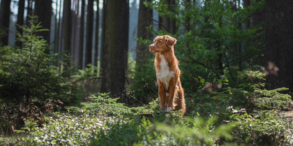 Hund steht im Wald und genießt die Sonne