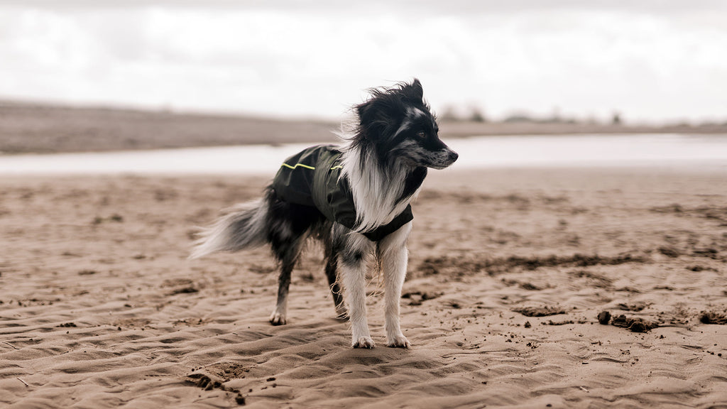 Hund steht am Strand mit einem Hundemantel angezogen